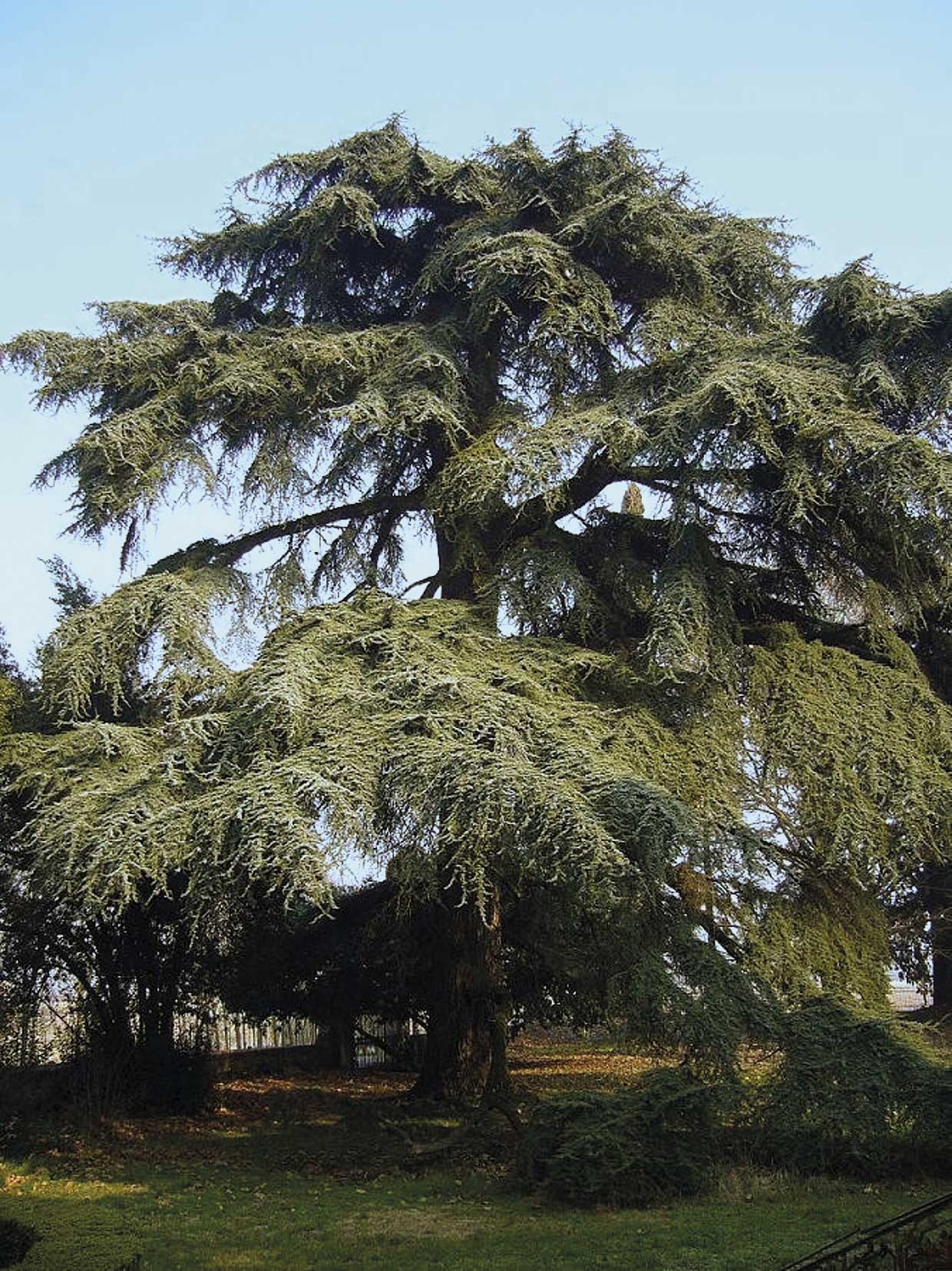 Chiarano (Tv), Parco di Villa Zeno, Cedro del Libano.